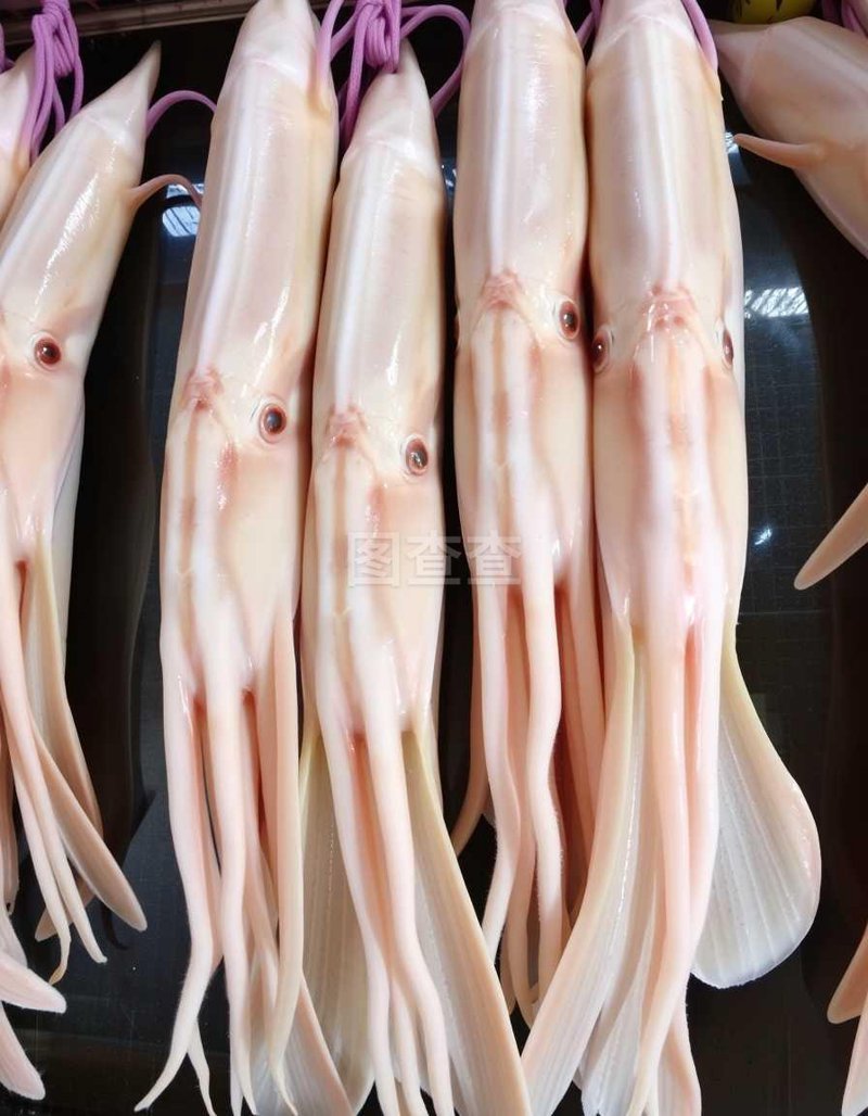 鱿鱼