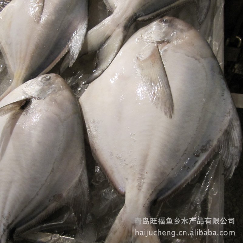 金枪鱼市场动态：绿色潮流下的蓝色收获